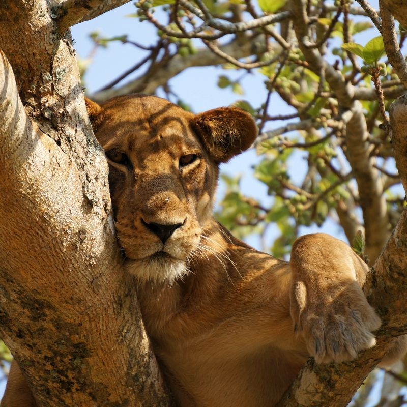 A lioness perched on a tree in Queen Elizabeth National Park

