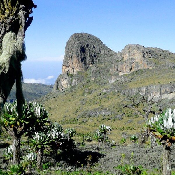 Travelers trek along scenic mountain trails on Mount Elgon in Uganda, captured in this immersive adventure travel photograph. Known for its vast volcanic caldera, lush montane forests, and dramatic waterfalls, Mount Elgon offers a peaceful and less-traveled trekking experience in East Africa. Hikers journey through bamboo forests, open moorlands, and fertile highland landscapes, encountering unique flora, birdlife, and panoramic views along the way. Ideal for adventure seekers and nature lovers, trekking Mount Elgon combines physical challenge with unspoiled natural beauty and cultural encounters. Inspiration Africa specializes in bespoke, tailor-made journeys to Uganda and across Africa, crafting authentic trekking experiences and unforgettable adventures in extraordinary destinations.
