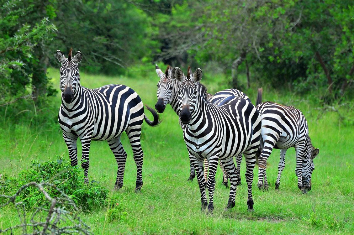 A herd of zebras grazes amidst lush green vegetation in Lake Mburo National Park, Uganda, captured in this vibrant wildlife travel photograph. Their striking black-and-white stripes contrast beautifully with the verdant grasslands, highlighting the park’s rich biodiversity and scenic landscapes. Lake Mburo is renowned for its diverse wildlife, including zebras, impalas, and numerous bird species, offering exceptional safari and photographic experiences in a compact, accessible setting. Ideal for wildlife photographers, nature enthusiasts, and safari travelers, this scene captures the harmony, beauty, and vibrancy of Uganda’s iconic savannah ecosystems. Inspiration Africa specializes in bespoke, tailor-made safaris to Uganda and across Africa, crafting immersive journeys that deliver extraordinary wildlife encounters and unforgettable natural moments.
