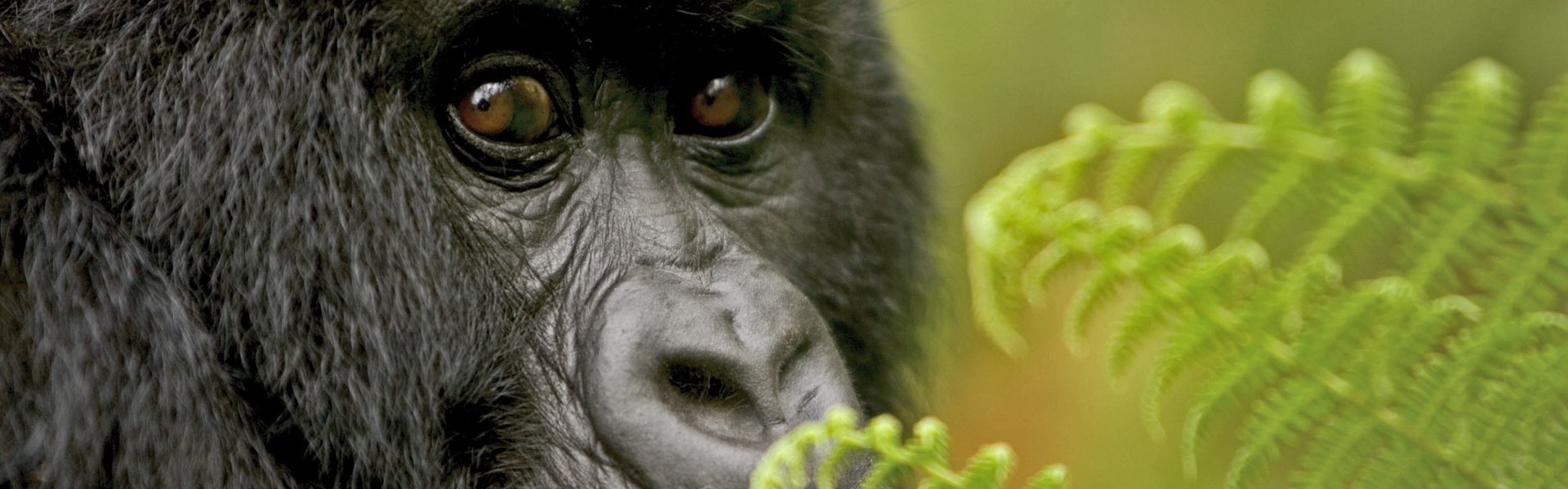 Bwindi Impenetrable Forest in Uganda is renowned for its dense, ancient rainforest and as a sanctuary for endangered mountain gorillas. Visitors trek through lush terrain for unforgettable encounters with these gentle giants in their natural habitat.