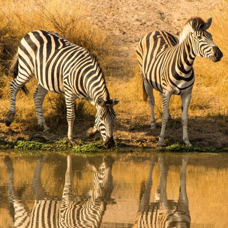 Experience the iconic wildlife of South Africa with this captivating image of zebras in Kruger National Park. The photo captures the striking black-and-white patterns of the zebras as they graze across the sunlit savannah, highlighting their graceful movements and social bonds. Set against the park’s vast landscapes of acacia trees and open plains, the scene showcases the rich biodiversity and timeless beauty that make Kruger one of Africa’s most celebrated wildlife destinations.
Inspiration Africa crafts tailor-made journeys to South Africa, offering travellers the opportunity to observe zebras and other iconic wildlife in their natural habitat, explore the stunning landscapes of Kruger, and experience the unparalleled charm and diversity of one of Africa’s premier safari destinations.
