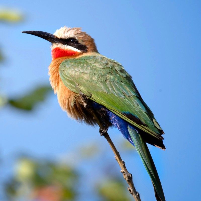 A vibrant, colorful bird with striking red and green plumage is captured in this lively wildlife photograph in Kruger National Park, South Africa. Perched delicately on a branch or foraging among foliage, the bird’s bright feathers contrast beautifully with the soft greens and browns of the surrounding bush. Sunlight illuminates the intricate patterns and vivid colors of its plumage, highlighting its natural beauty and the richness of the park’s biodiversity. The scene conveys energy, curiosity, and the wonder of Africa’s smaller wildlife, showcasing Kruger National Park as a destination where every level of the ecosystem—from iconic big game to exquisite birds—is alive with life and color. Inspiration Africa specializes in bespoke, tailor-made journeys to South Africa and across Africa, crafting unforgettable wildlife experiences in extraordinary destinations.
