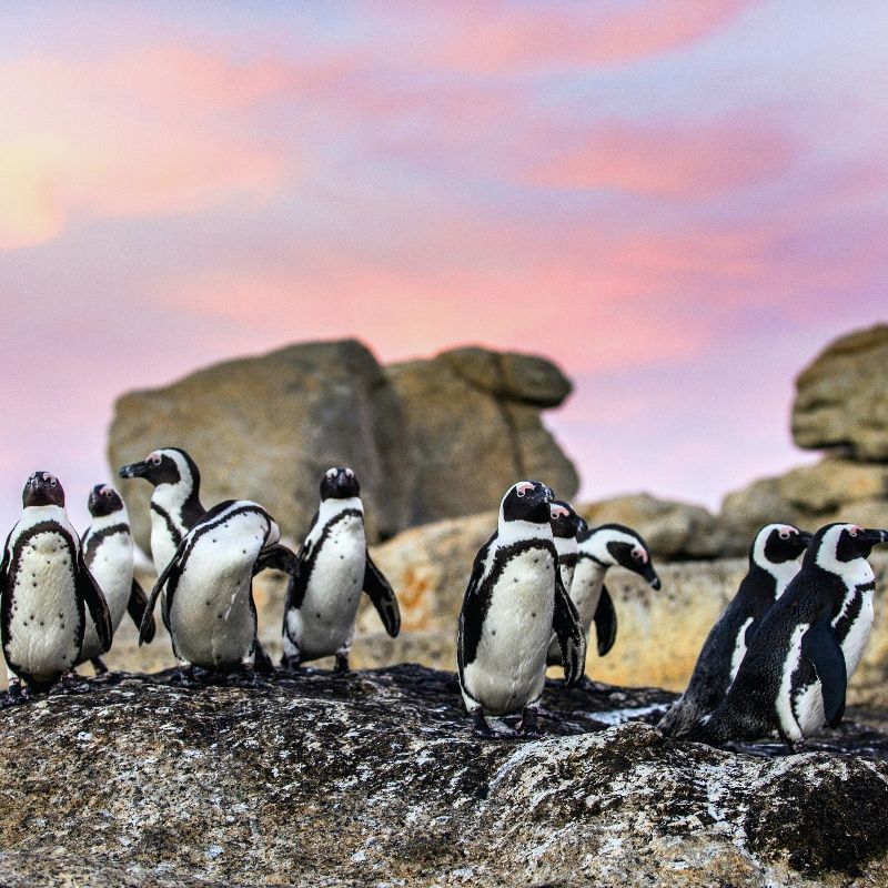 Experience the unique wildlife of South Africa with this charming image of African penguins at Boulders Beach. The photo captures the penguins waddling and resting among the iconic granite boulders, showcasing their distinctive black-and-white plumage and playful behaviour. Set against the sandy shores and sparkling waters of the Cape coastline, the scene highlights the extraordinary adaptability and endearing character of these remarkable birds.
Inspiration Africa crafts tailor-made journeys to South Africa, offering travellers the opportunity to observe African penguins up close, explore the stunning coastal landscapes of Boulders Beach, and immerse themselves in the unique wildlife and natural beauty of this iconic destination.
