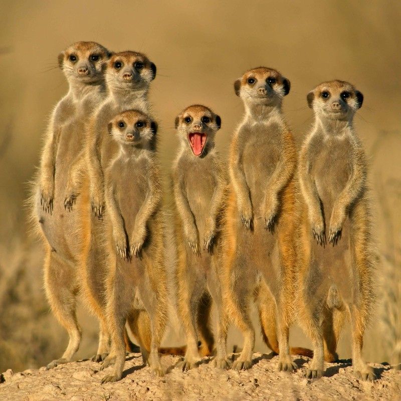 Kgalagadi Transfrontier Park, spanning South Africa and Botswana, offers vast red dunes, diverse wildlife, and iconic meerkats standing upright, curiously gazing at the camera against the dramatic Kalahari landscape.