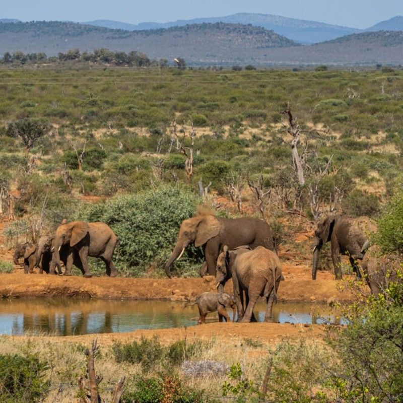 A herd of elephants by a water hole in Madikwe Game Reserve