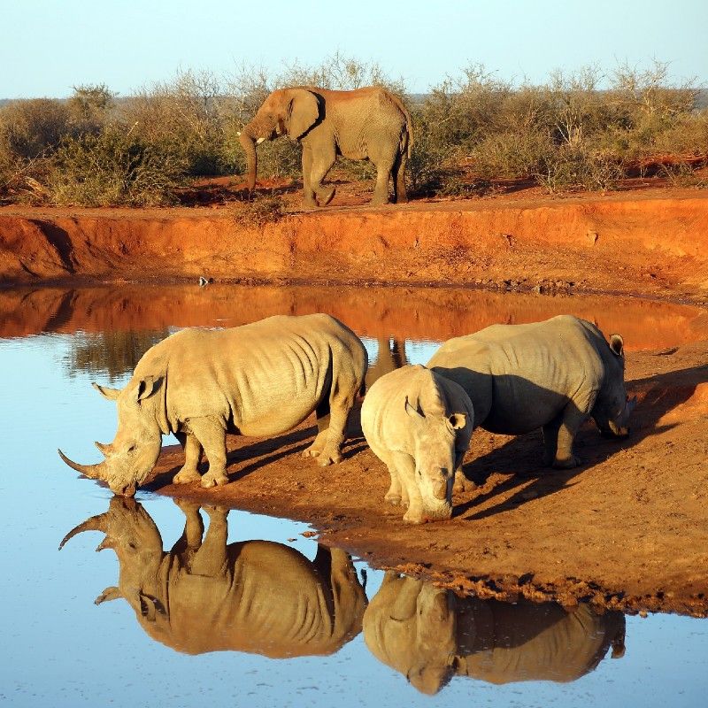 Madikwe Game Reserve in South Africa offers a wildlife-rich safari experience, where rhinos roam freely across vast landscapes, providing incredible sightings in a malaria-free setting near the Botswana border.