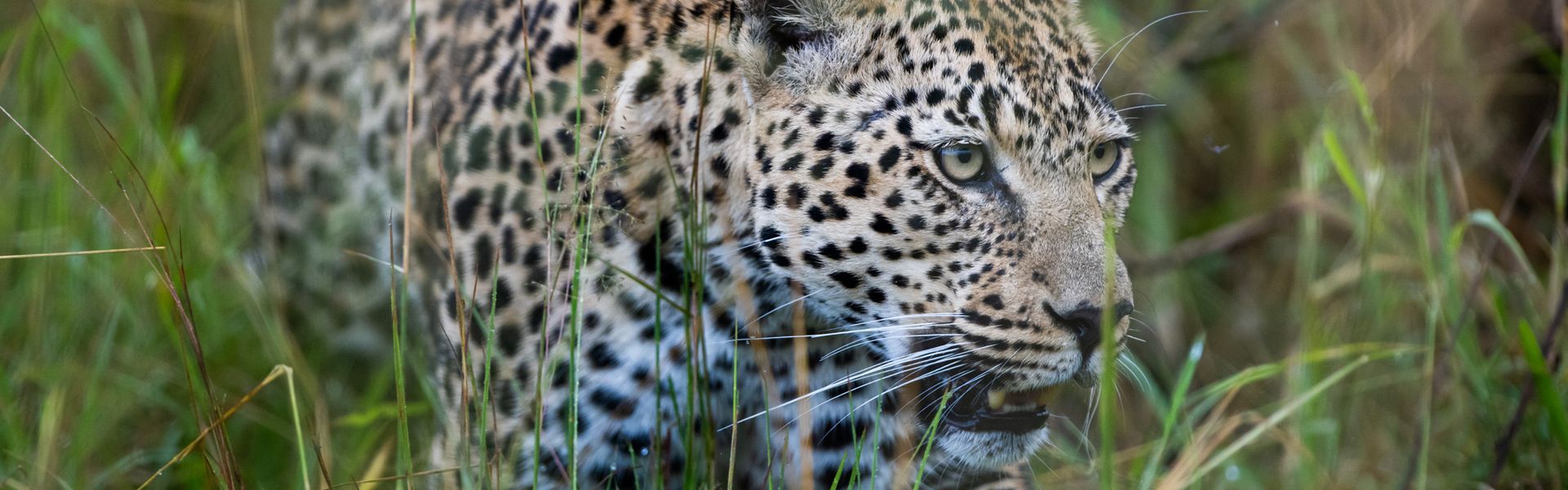 A leopard hiding in the South African bush.