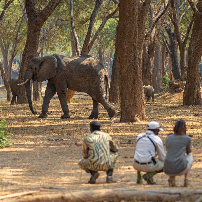 Gaze upon a powerful and intimate safari moment as three travelers observe an elephant during a walking safari in Zambia’s Lower Zambezi National Park. This striking photograph captures the sense of scale and connection experienced when encountering wildlife on foot, set against the park’s riverine forests and open floodplains along the Zambezi River. Walking safaris in Lower Zambezi offer a deeply immersive way to explore the wilderness, fostering respect and awareness of the natural world. Inspiration Africa specializes in designing bespoke, tailor-made journeys that deliver authentic walking safaris and extraordinary wildlife encounters across Africa’s most remarkable destinations.
