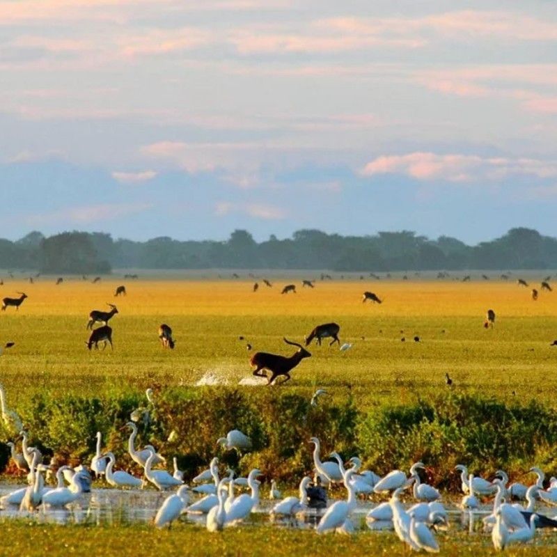 A vibrant green landscape in the Bangweulu Wetlands in Zambia is captured in this serene travel photograph, showcasing lush vegetation, scattered trees, and open floodplains. Birds fly and wade across the wetland, while antelopes graze peacefully in the foreground, highlighting the rich biodiversity of this unique ecosystem. The expansive scenery emphasizes the tranquility, openness, and natural beauty of the wetlands, offering a sense of immersion in one of Zambia’s most remarkable wildlife habitats. This image conveys the essence of an authentic Zambian safari experience, where guests can observe abundant wildlife against a backdrop of verdant landscapes and open skies. Inspiration Africa specializes in bespoke, tailor-made journeys to Zambia and across Africa, crafting unforgettable safari experiences in extraordinary wilderness destinations.
