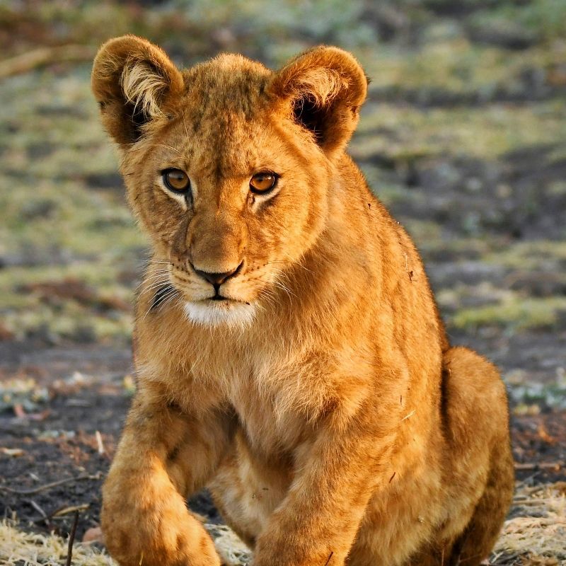A playful lion cub explores the savannah in Zambia, captured in this heartwarming wildlife travel photograph. Surrounded by tall grasses and open plains, the young lion exudes curiosity and charm, offering a rare glimpse into the early life of Africa’s most iconic predator. Zambia’s national parks, renowned for their abundant wildlife and immersive safari experiences, provide unforgettable opportunities to observe lions and other iconic species in their natural habitat. Ideal for wildlife enthusiasts, photographers, and families, this moment captures the innocence, energy, and beauty of Africa’s wildlife. Inspiration Africa specializes in bespoke, tailor-made safaris across Zambia and Africa, crafting authentic, immersive wildlife experiences in extraordinary destinations.
