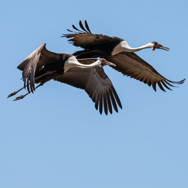 Zambia is a top destination for birdwatching. Flying Whattled Cranes