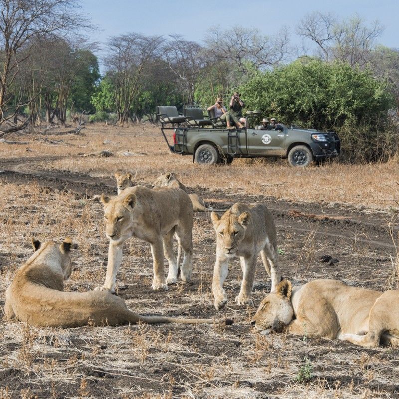 Lionesses during a game drive in south luanga national park

