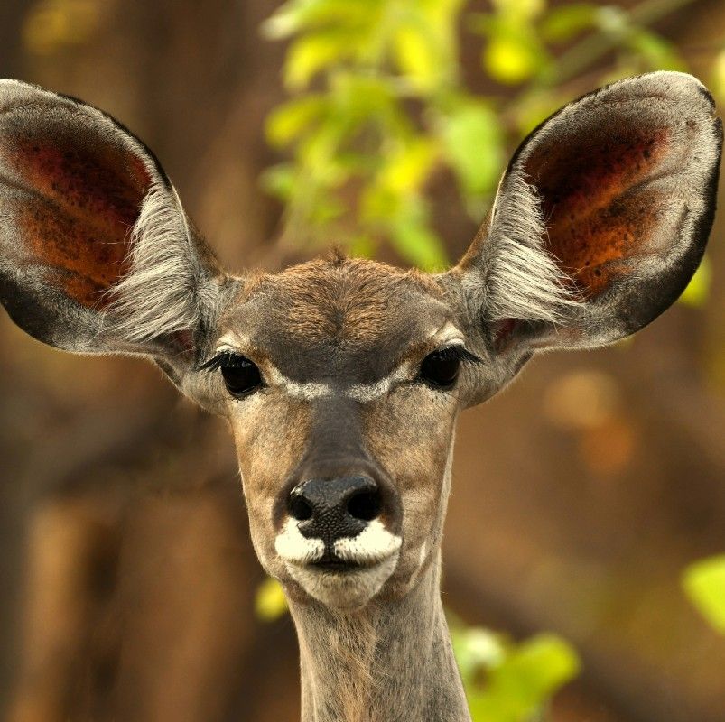 Zambia is s top destination for wildlife safaris