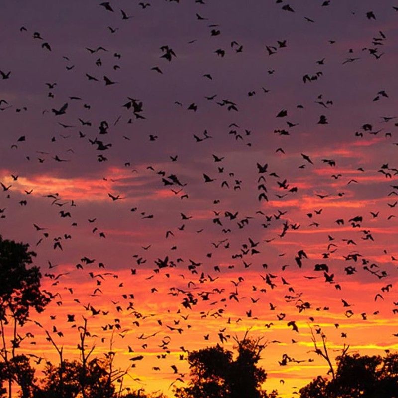 Millions of straw-colored fruit bats fill the sky over Kasanka National Park in Zambia during a vivid orange, pink, and purple sunset, captured in this extraordinary wildlife travel photograph. Known as one of the world’s largest mammal migrations, the annual bat migration transforms the forest canopy into a dramatic spectacle as bats emerge at dusk. The colorful sunset enhances the sense of scale and wonder, highlighting Kasanka’s unique natural phenomenon and rich biodiversity. Ideal for wildlife enthusiasts, photographers, and adventure travelers, this rare experience showcases Zambia’s lesser-known natural treasures. Inspiration Africa specializes in bespoke, tailor-made journeys to Zambia and across Africa, crafting authentic safari experiences that reveal extraordinary wildlife events and unforgettable moments in remarkable destinations.