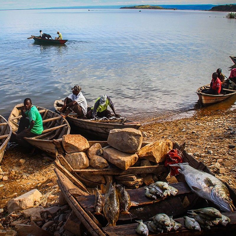 Traditional wooden boats and local life on Lake Tanganyika in Zambia are captured in this vibrant travel photograph, showing colorful dugout canoes resting along the shoreline while fishermen and villagers go about their daily activities. The calm waters reflect the boats and surrounding scenery, highlighting the lake’s serene beauty and importance as a source of livelihood. Huts, trees, and distant hills provide context to the community’s connection with the natural environment, emphasizing the harmony between people and the lake. This image conveys both cultural richness and the scenic charm of Zambia’s lakeside regions, offering an authentic glimpse into local life and traditions. Inspiration Africa specializes in bespoke, tailor-made journeys to Zambia and across Africa, crafting unforgettable travel and safari experiences in extraordinary destinations.
