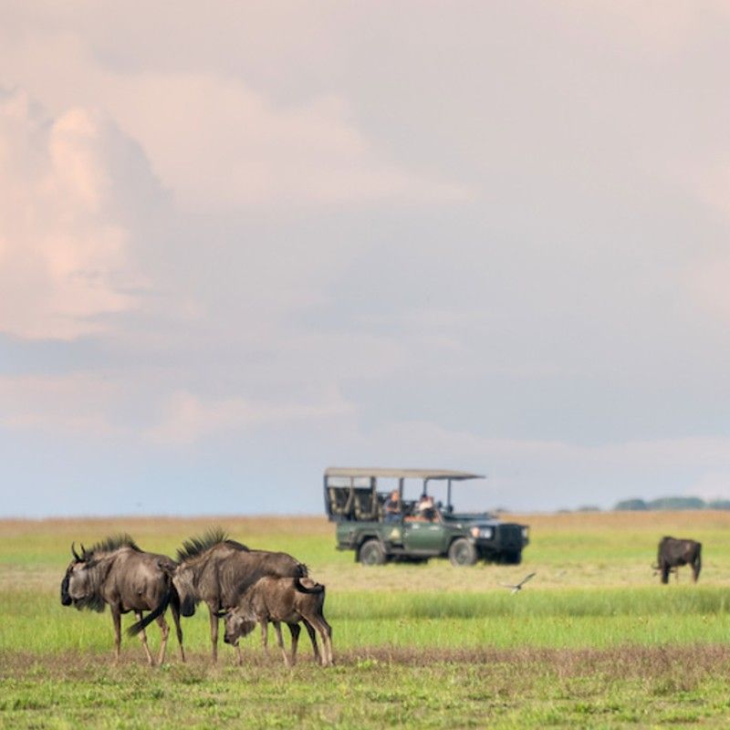The lush green landscape of Liuwa Plains National Park in Zambia is captured in this striking wildlife photograph, featuring a herd of wildebeest grazing and moving across the expansive plains. The vibrant grasslands, scattered trees, and open skies highlight the park’s vast, unspoiled wilderness and its role as a refuge for abundant wildlife. The scene conveys the rhythm and movement of life on the plains, offering an authentic glimpse into the behaviors and interactions of these iconic African herbivores. This image reflects the essence of a Zambian safari experience, combining wide-open landscapes, rich biodiversity, and immersive encounters with nature. Inspiration Africa specializes in bespoke, tailor-made journeys to Zambia and across Africa, crafting unforgettable safari experiences in extraordinary wilderness destinations.
