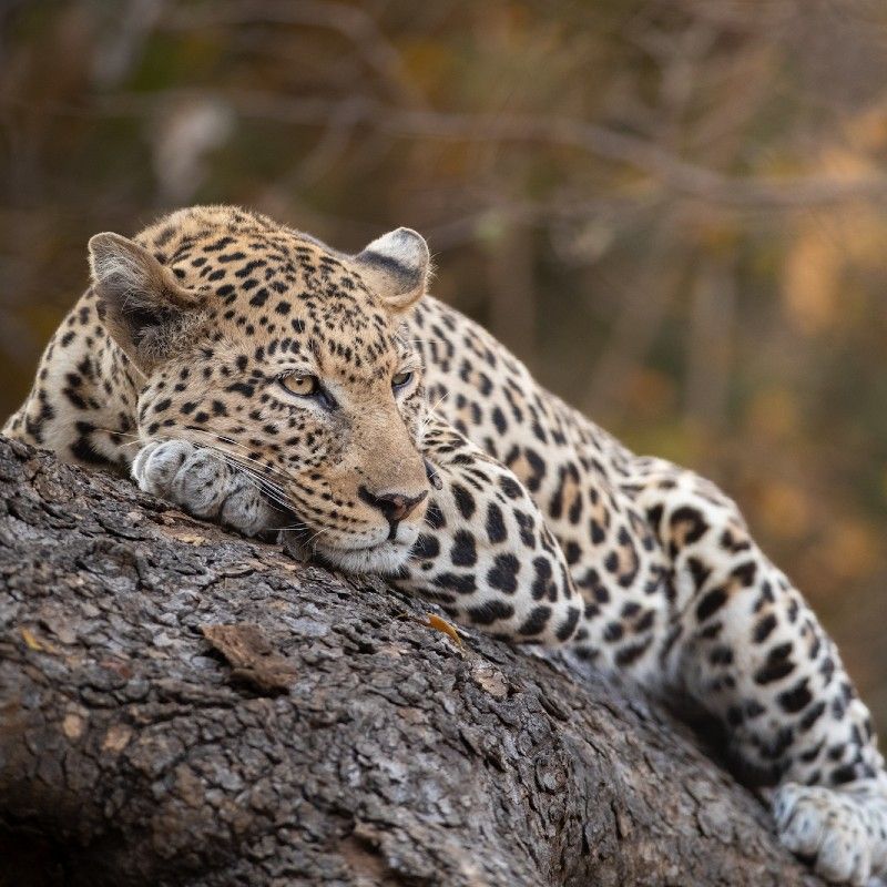 Leopard in a Tree in South Luanga National Park Zambia.
