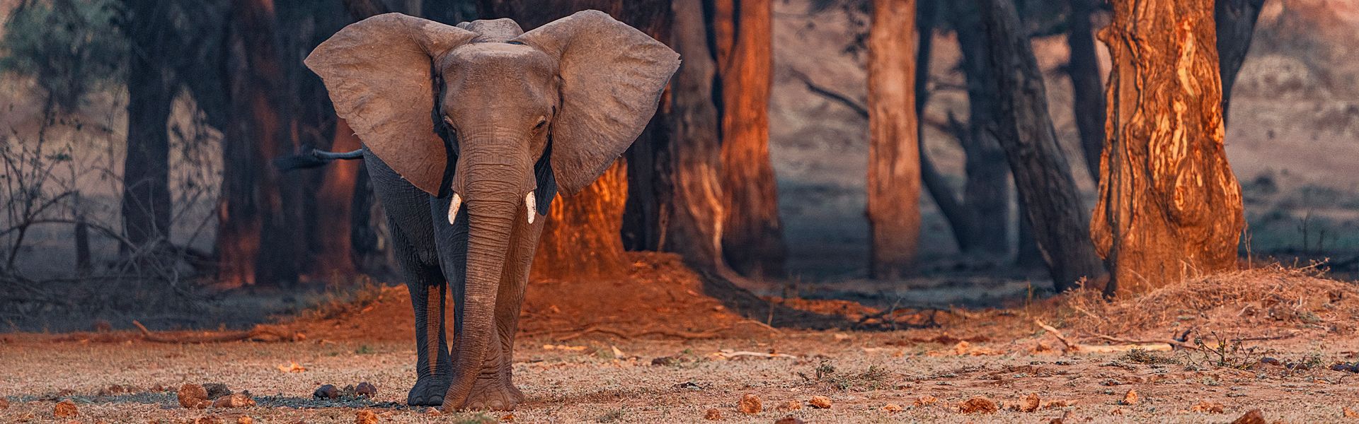 Experience the enchanting beauty of observing elephants in Lower Zambezi National Park, Zambia. As the golden sunlight filters through the acacia and mahogany forests, these majestic giants roam freely, creating a mesmerizing spectacle. 

Witness herds gracefully moving along the Zambezi River, their silhouettes illuminated by the dappled light. The tranquility of the forest, combined with the gentle rustling of leaves and the distant call of wildlife, creates an unforgettable, magical atmosphere. Whether you're on a guided walking safari or a leisurely canoe trip, the awe-inspiring presence of these magnificent creatures against the backdrop of the sunlit forest is a sight to behold. In Lower Zambezi, every moment spent with the elephants is a reminder of the raw, untamed beauty of nature. Come, immerse yourself in this serene haven, and let the magic of the elephants in the Lower Zambezi captivate your soul.