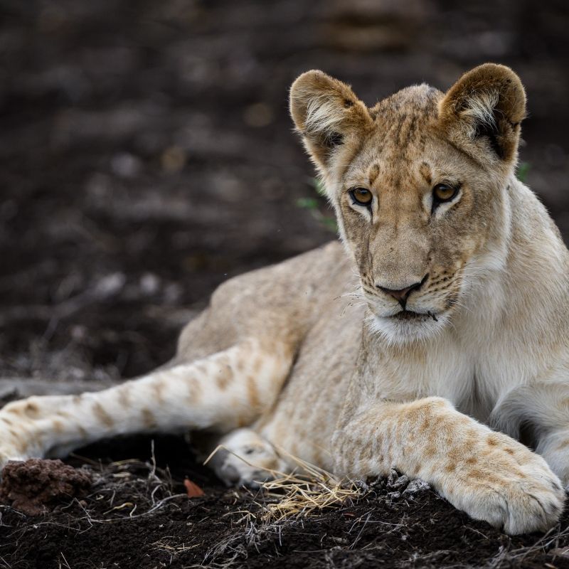 Experience the power and majesty of Zimbabwe’s wildlife with this striking image of a lion in Zambezi National Park. The photo captures the lion’s commanding presence and focused gaze, set against the park’s sunlit savannah and riverine landscapes. Observing a lion in its natural habitat offers a rare and intimate glimpse into its strength, grace, and role within the ecosystem, showcasing the vibrant biodiversity of this remarkable reserve.
Inspiration Africa crafts tailor-made journeys to Zimbabwe, giving travellers the opportunity to witness lions and other iconic wildlife up close, explore the stunning landscapes of Zambezi National Park, and immerse themselves in the extraordinary beauty of Africa’s wilderness.
