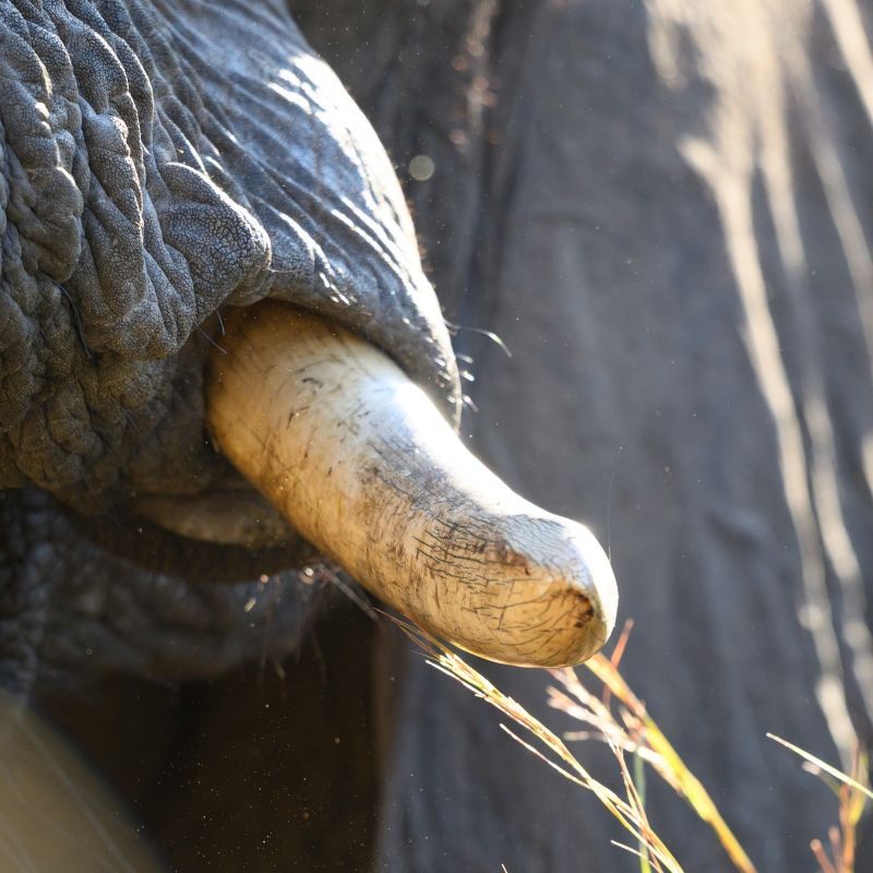 A close up of an elephant 's tusks eating grass