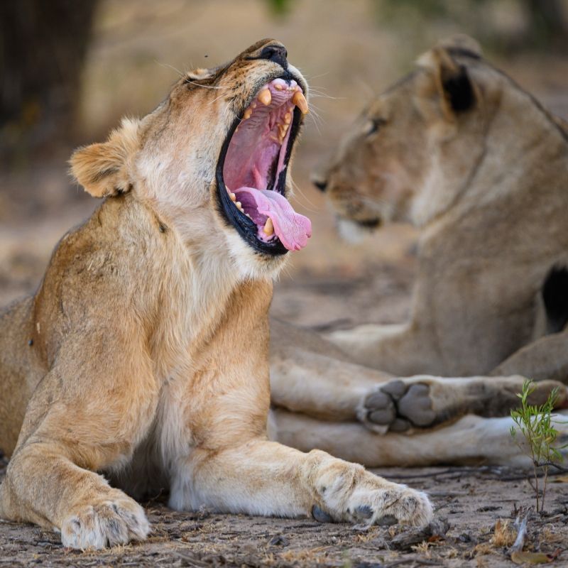 A pack of lionesses rests in the shade in Hwange National Park, Zimbabwe.
