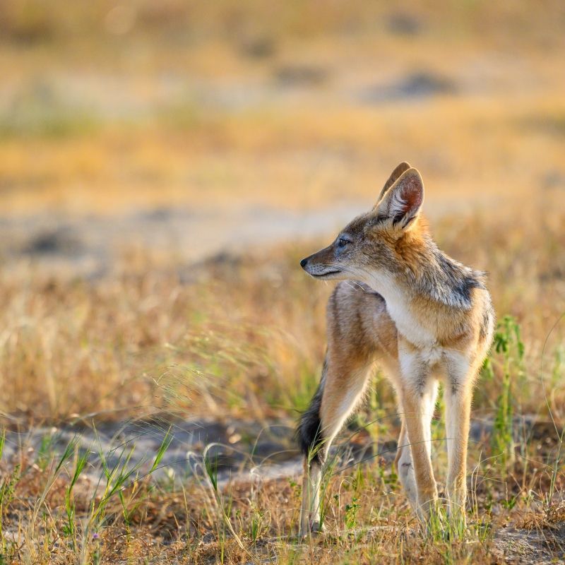 Gaze upon the elusive Cape fox in Zimbabwe’s Hwange National Park, captured in this striking wildlife photograph. The fox’s delicate features, bushy tail, and alert expression are highlighted against the park’s open savannah and woodland landscapes. Hwange is renowned for its rich biodiversity, offering rare opportunities to observe smaller and often elusive species like the Cape fox in their natural habitat. Encountering this nocturnal and secretive animal up close is a memorable and unique safari experience. Inspiration Africa specializes in designing bespoke, tailor-made journeys that deliver extraordinary wildlife encounters across Africa’s most remarkable destinations.
