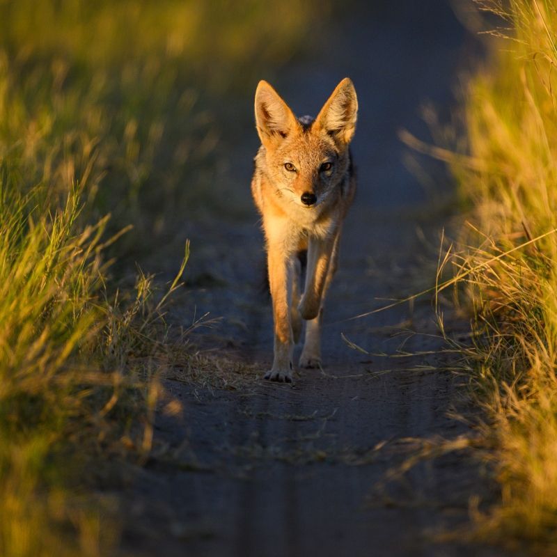 A fox is captured in a close-up wildlife photograph during a photographic safari in Hwange National Park, Zimbabwe. Alert and curious, the small predator stands against the open savannah, highlighting the diversity of species found beyond the iconic Big Five. Hwange National Park is renowned for its rich ecosystems and varied wildlife, offering rewarding photographic opportunities for nature enthusiasts. Ideal for wildlife photographers and safari travelers, this image reflects the quieter, often overlooked moments that make African safaris so special. Inspiration Africa specializes in bespoke, tailor-made photographic safaris to Zimbabwe and across Africa, crafting immersive journeys that showcase both iconic wildlife and unique, lesser-seen species in extraordinary natural settings.

