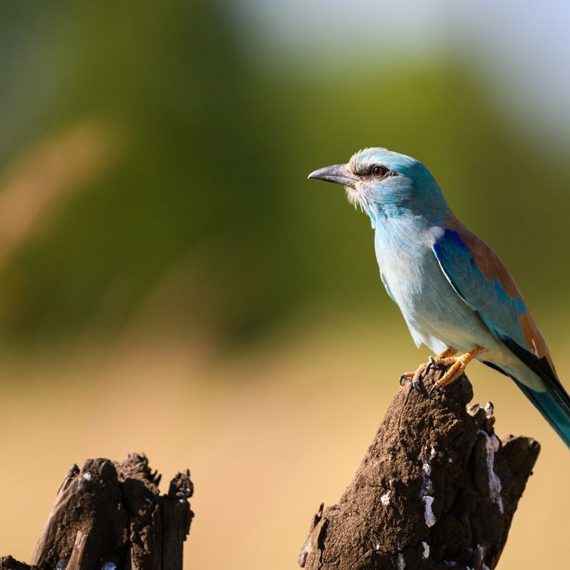 Birdwatching in Hwange National Park, Zimbabwe. 