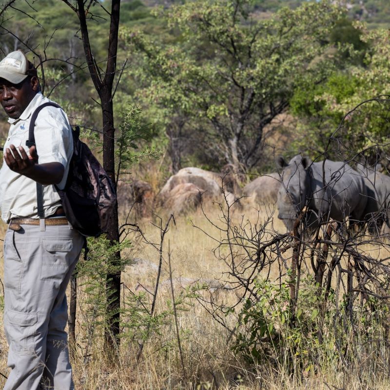 Gaze upon a rare and moving encounter with a rhinoceros during a walking safari in Zimbabwe’s Matopos National Park. This compelling photograph captures the intensity and respect of observing a rhino on foot, set among Matopos’ dramatic granite hills and rugged landscapes. Known for its successful rhino conservation efforts, Matopos offers one of Africa’s most meaningful walking safari experiences. Encountering these endangered animals at ground level creates a profound sense of awe and connection to wildlife conservation. Inspiration Africa specializes in designing bespoke, tailor-made journeys that deliver authentic walking safaris and extraordinary wildlife encounters across Africa’s most remarkable destinations.
