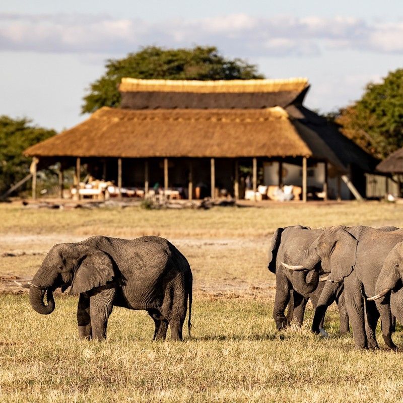 The exterior of Camp Hwange in Zimbabwe is captured in this evocative travel photograph, set within the wildlife-rich environment of Hwange National Park. Canvas tents and natural wooden structures are thoughtfully positioned among trees and open savannah, blending seamlessly with the surrounding landscape. In the foreground, elephants move gracefully across the plains, highlighting the camp’s close connection to wildlife and its immersive safari experience. Elevated decks and open pathways invite guests to step outside and enjoy unobstructed views of the bush, where animals often roam freely. The scene reflects a balance of authentic safari living and understated comfort, offering an unforgettable experience in one of Zimbabwe’s most iconic wildlife destinations. Inspiration Africa specializes in bespoke, tailor-made journeys to Zimbabwe and across Africa, crafting unforgettable safari experiences in extraordinary wilderness destinations.
