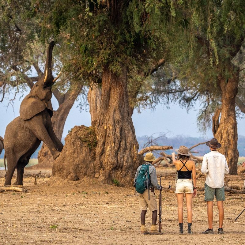 Mana Pools National Park in Zimbabwe offers a unique setting to observe elephants in their natural habitat, particularly as they forage from trees. Known for their remarkable behavior, the elephants of Mana Pools often stand on their hind legs to reach branches, a rare and fascinating sight.