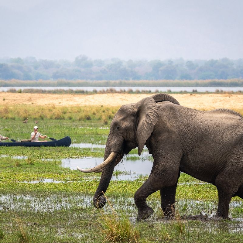 An elephant is walking through a muddy field with a man in a canoe in the background.