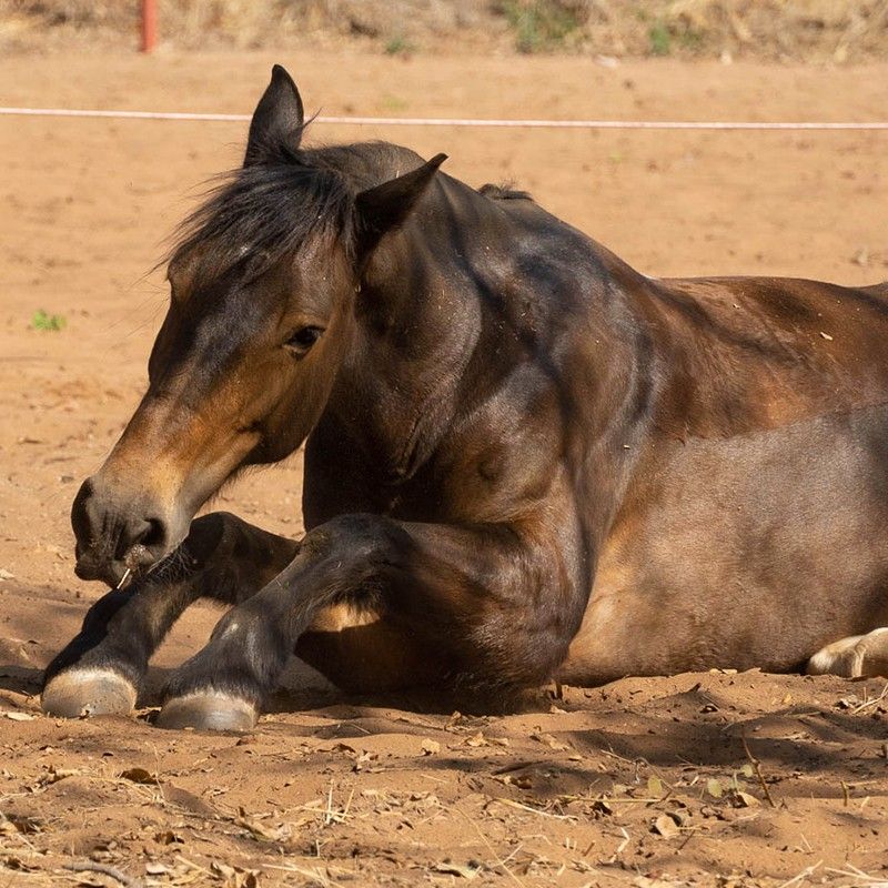 Gaze upon an unforgettable adventure as travelers enjoy horse riding near Victoria Falls, Zimbabwe. This captivating photograph captures riders moving through open landscapes with iconic African scenery surrounding them, offering a unique perspective of the region beyond the falls themselves. Horseback riding provides a peaceful yet exhilarating way to experience the wilderness, allowing close connection with nature and wildlife at a gentle pace. With the roar of Victoria Falls nearby, this experience blends adventure, scenery, and atmosphere. Inspiration Africa specializes in designing bespoke, tailor-made journeys that combine iconic destinations with extraordinary activities across Africa’s most remarkable landscapes.
