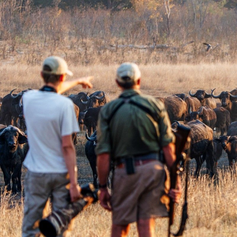 Gaze upon a powerful encounter with a herd of buffalo during a walking safari in Zimbabwe’s Hwange National Park. This striking photograph captures the intensity and presence of these formidable animals as they are observed on foot within one of Southern Africa’s most wildlife-rich reserves. Set against open savannah and teak woodlands, the scene reflects the raw, immersive nature of exploring the bush at ground level. Experiencing buffalo up close creates a thrilling sense of respect and connection to the African wilderness. Inspiration Africa specializes in designing bespoke, tailor-made journeys that deliver authentic walking safaris and extraordinary wildlife experiences across Africa’s most remarkable destinations.
