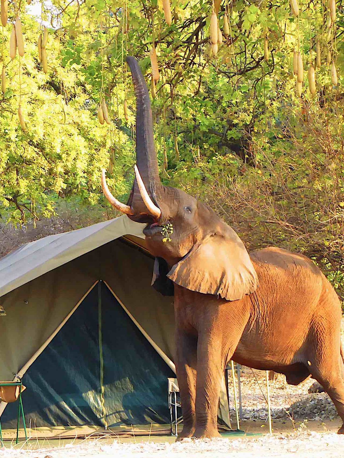 Discover the enchanting wilderness of Zimbabwe at Mana Pools National Park, where you can stay at the excellent Camp Mana. This tented camp offers an immersive safari experience, often visited by elephants that come remarkably close to the tents. Witness these majestic creatures in their natural habitat, providing a unique and unforgettable adventure. With its exceptional wildlife encounters and comfortable accommodations, Camp Mana is the perfect destination for those seeking an authentic and thrilling African safari.