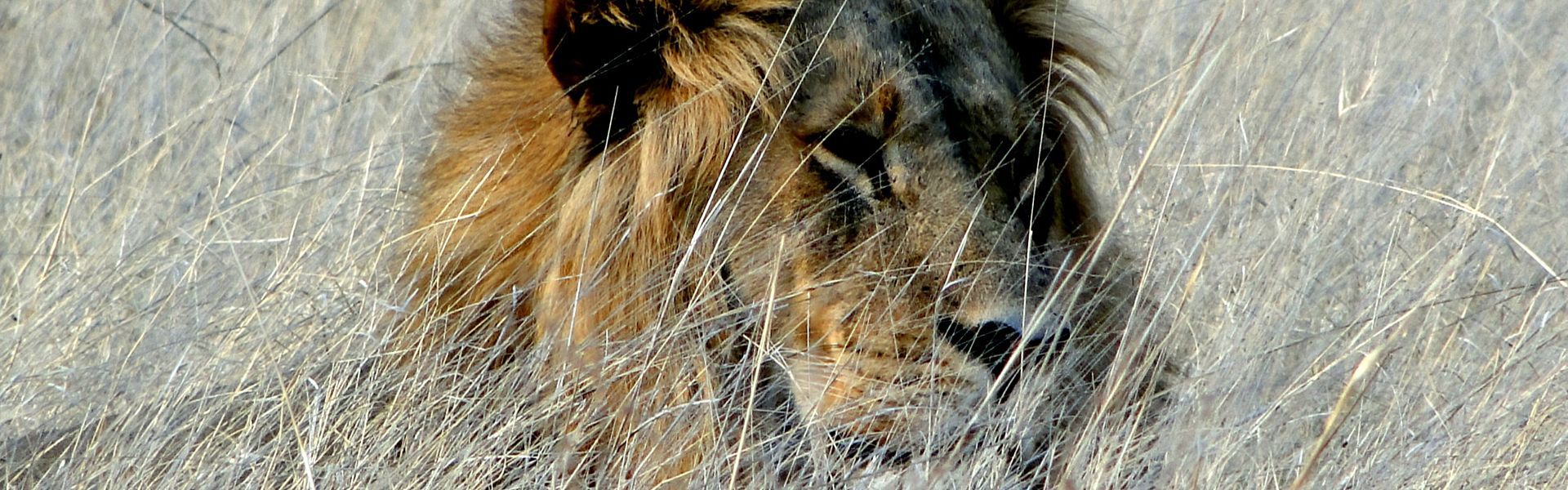 In Hwange National Park, Zimbabwe, a majestic lion rests regally in the golden grass, embodying the wild beauty of the African savannah. Captured beautifully by Camp Hwange, this image showcases the lion's serene yet powerful presence in its natural habitat, a testament to the park's thriving wildlife.