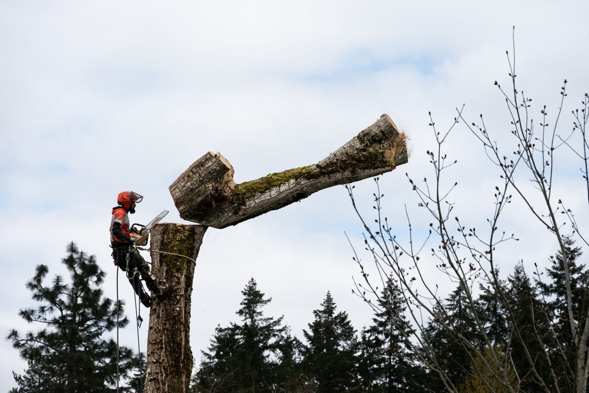 Arborist cutting a tree limb; high in the air, using a chainsaw. Forest background, cloudy sky. Arborist cutting a tree limb; high in the air, using a chainsaw. Forest background, cloudy sky.