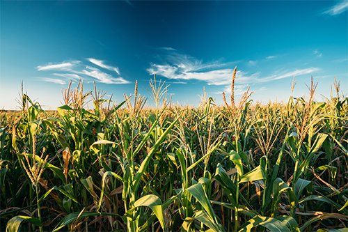 Corn Field Plantation — Raleigh, NC — Agribusiness Crop Insurance