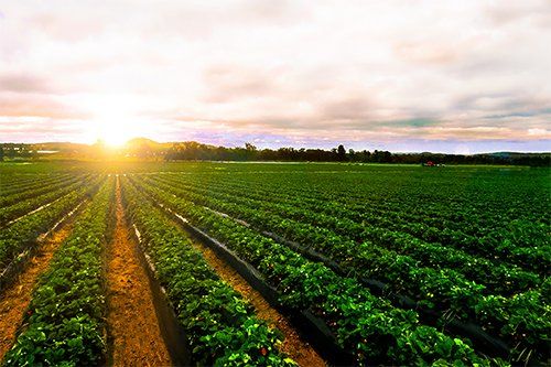 Strawberry Farm Landscape — Raleigh, NC — Agribusiness Crop Insurance
