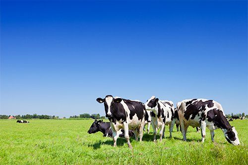Cows in a Grassy Field — Raleigh, NC — Agribusiness Crop Insurance
