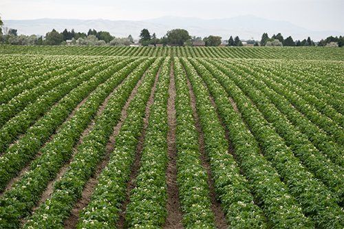 Potato Plants — Raleigh, NC — Agribusiness Crop Insurance