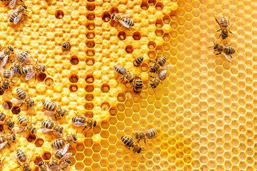 Larvae of Bees in the Combs — Raleigh, NC — Agribusiness Crop Insurance