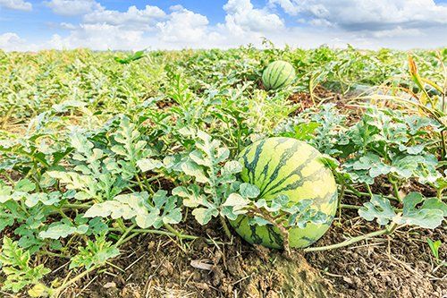 Watermelon Fields — Raleigh, NC — Agribusiness Crop Insurance