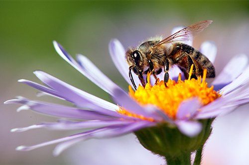 Bee Sitting on a Flower — Raleigh, NC — Agribusiness Crop Insurance