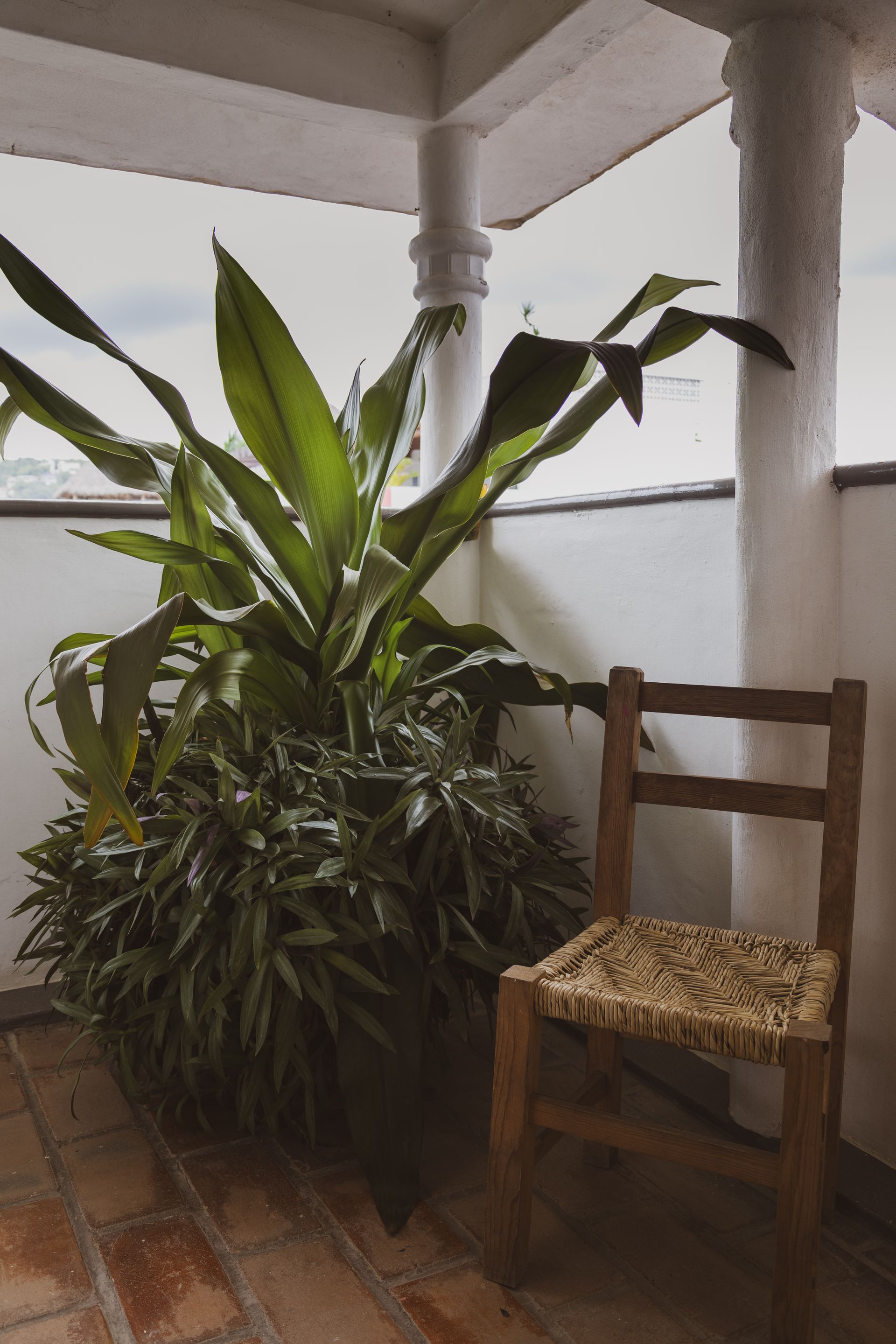 Planta en una maceta de terracota junto a una silla de madera en un porche de baldosas.