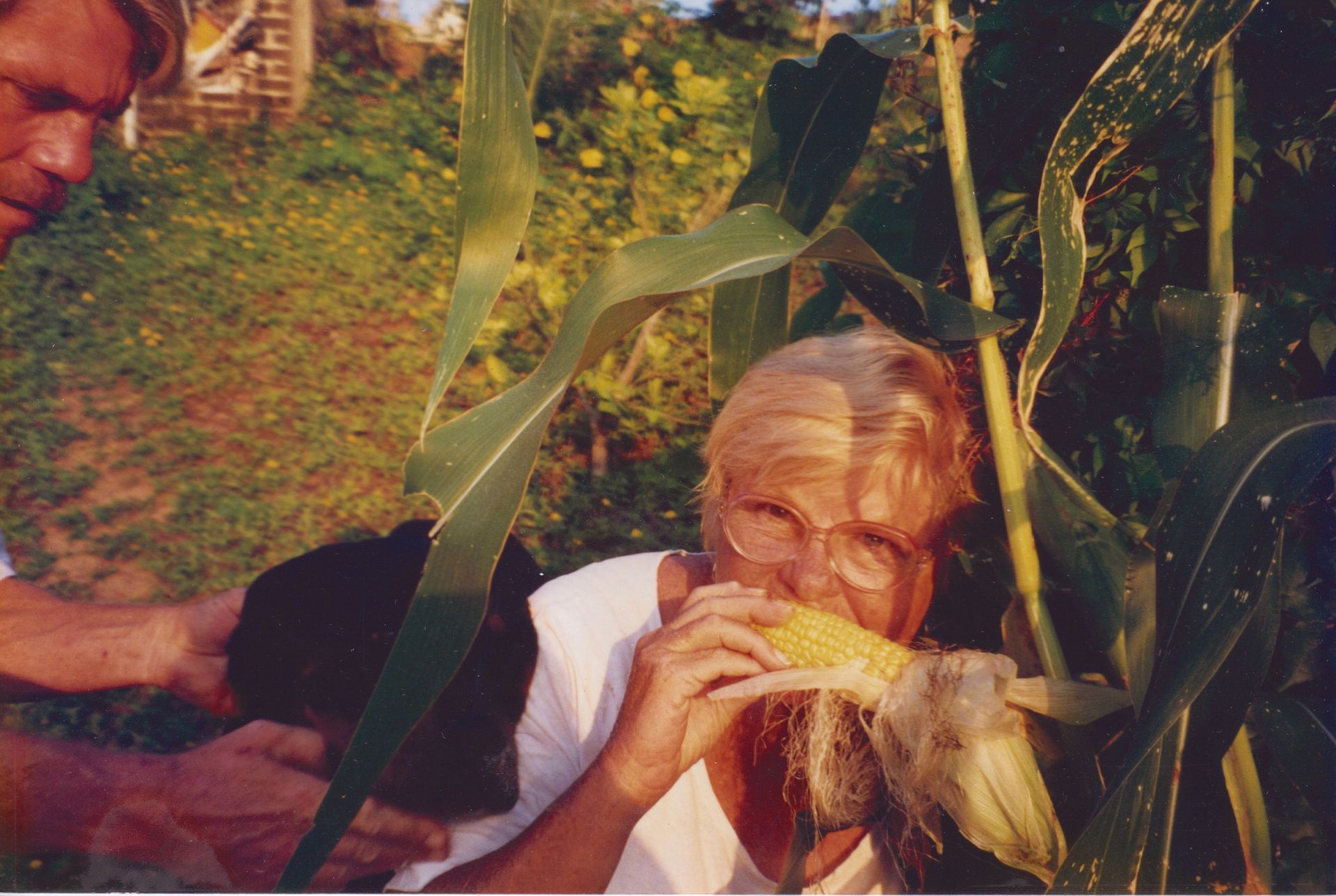 Mujer comiendo mazorcas de maíz en un campo de maíz, otra persona y un perro cerca.