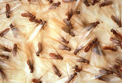 A bunch of termites are sitting on a piece of paper.