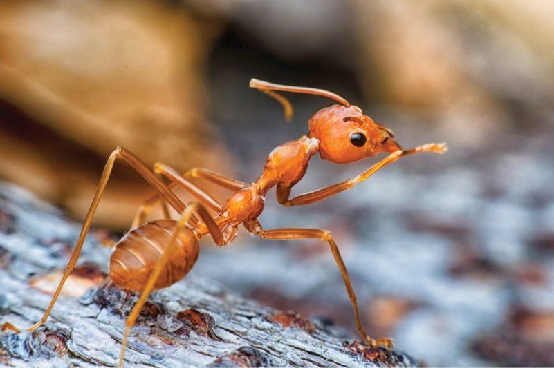A red ant is standing on a piece of wood.
