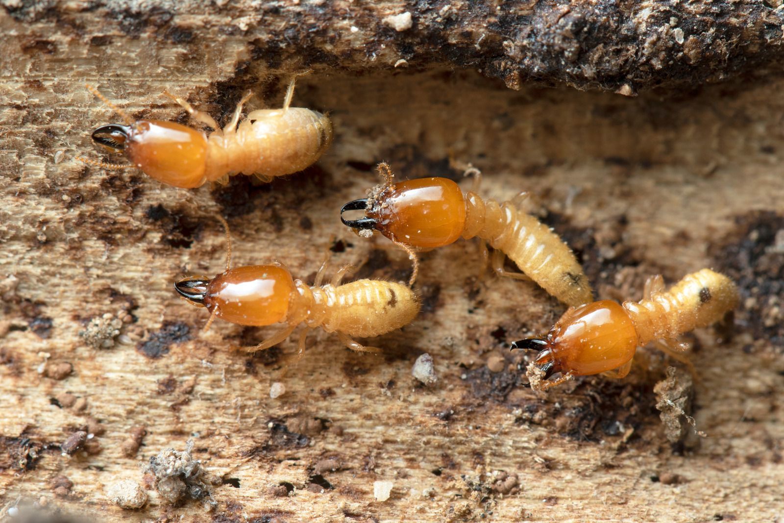 A group of termites are crawling on a piece of wood.