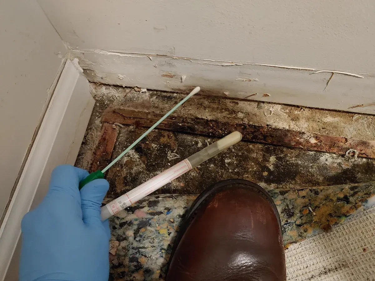Mold inspection Bridgewater